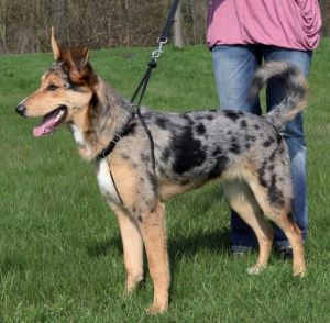Trixie Szelki  Easy Walk S 22-30 [1301]